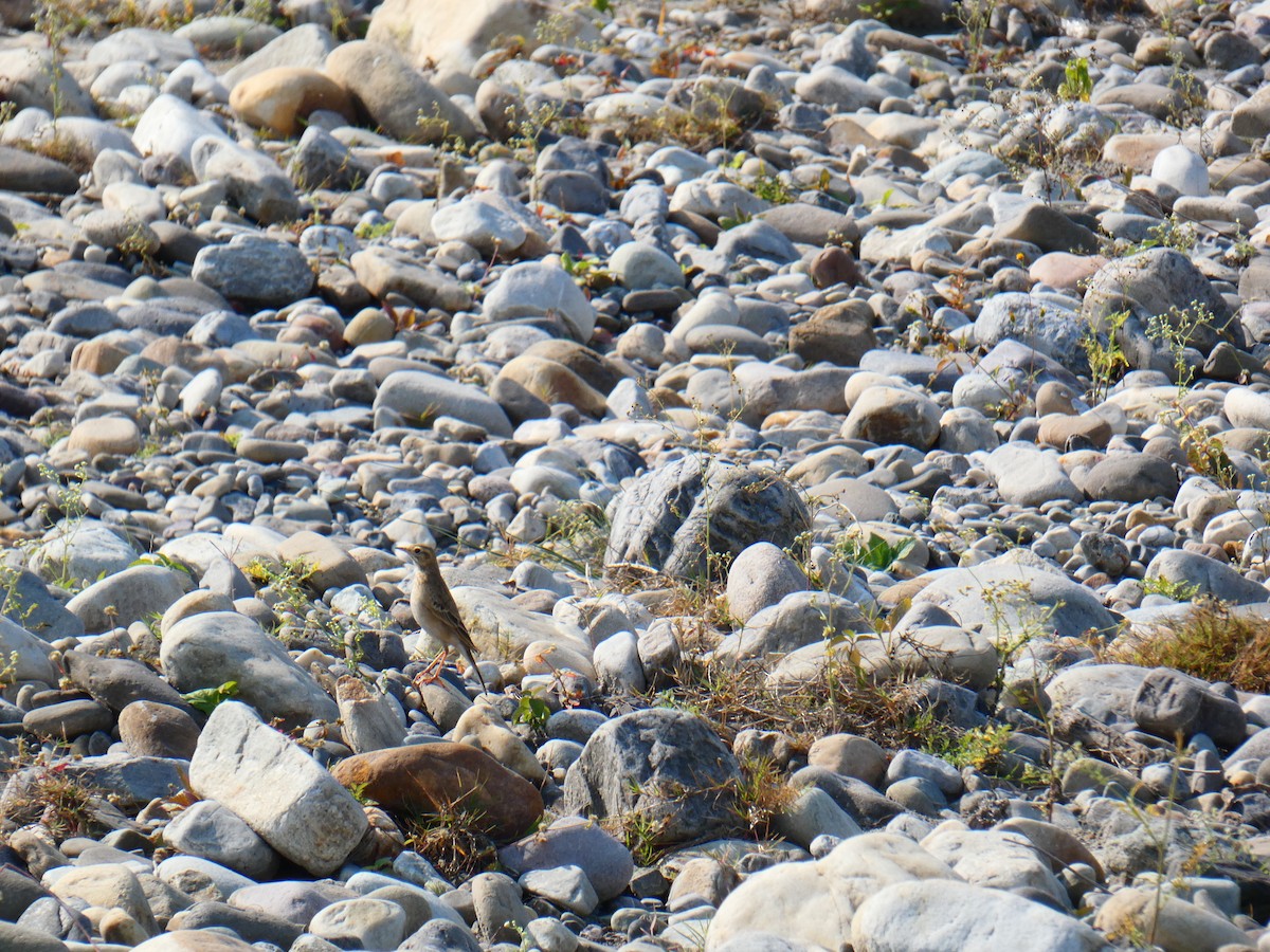 Paddyfield Pipit - ML613023932