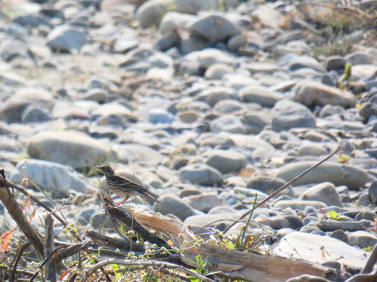 Rosy Pipit - ML613023947