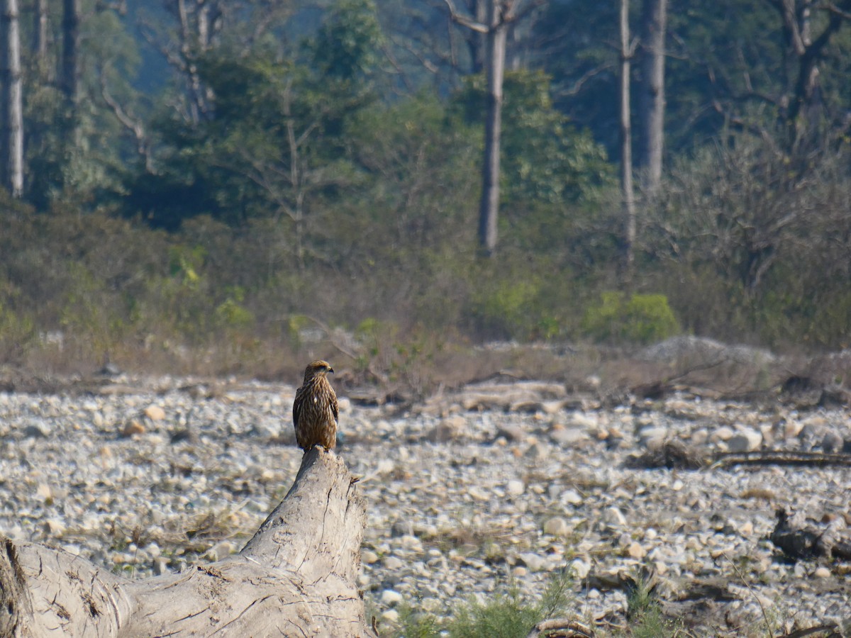 Black Kite - ML613023953