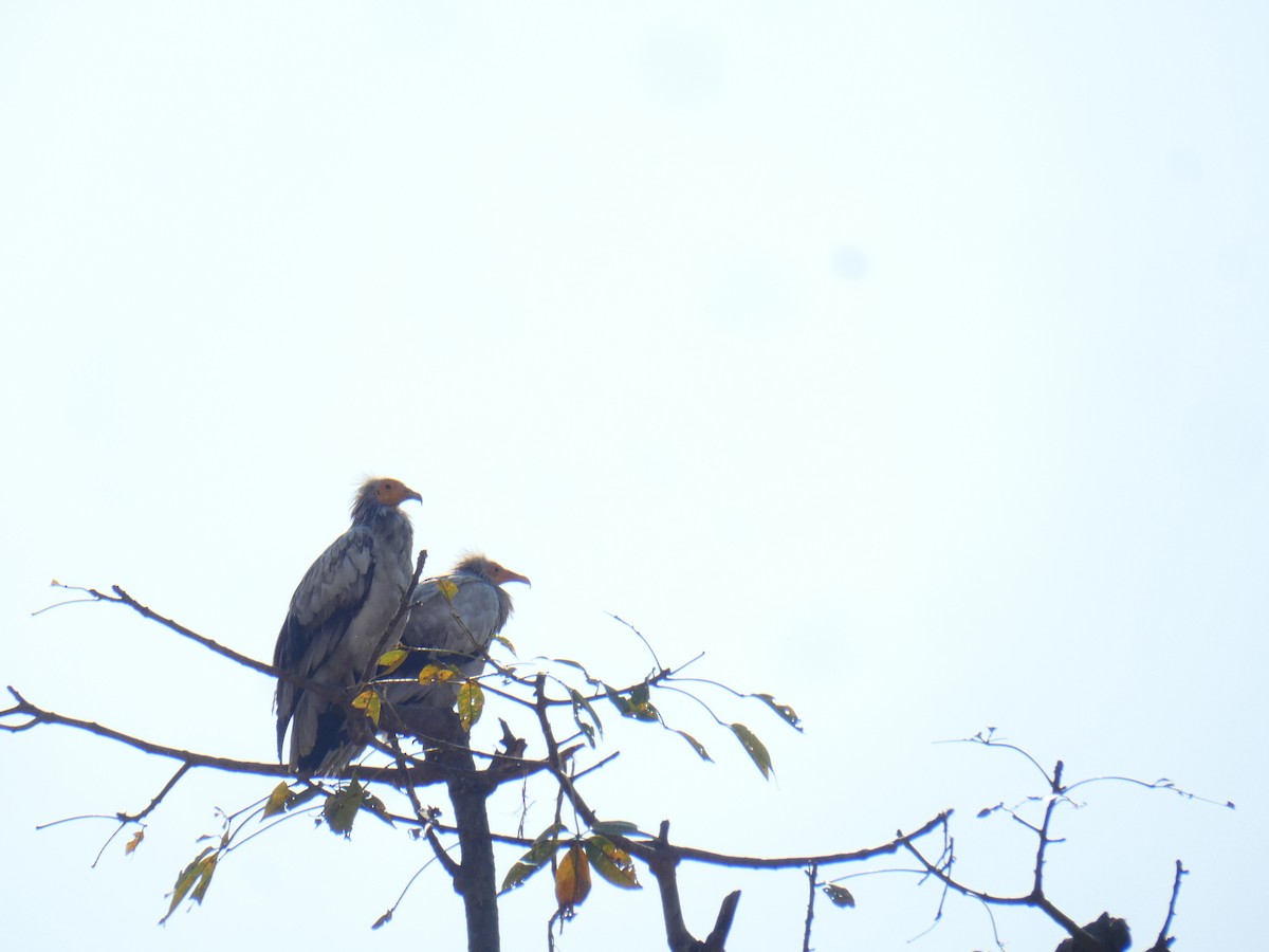 Egyptian Vulture - ML613023986