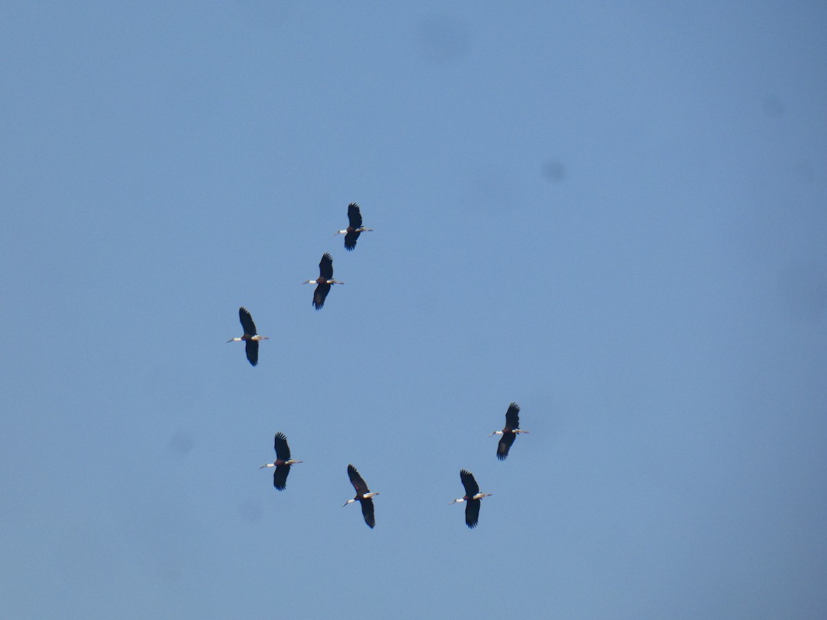 Asian Woolly-necked Stork - ML613023994