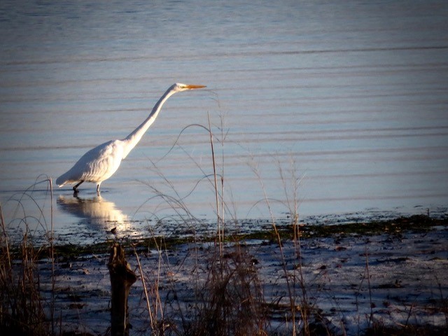 Great Egret - ML613024008