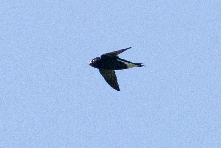 Brown-backed Needletail - ML613024086