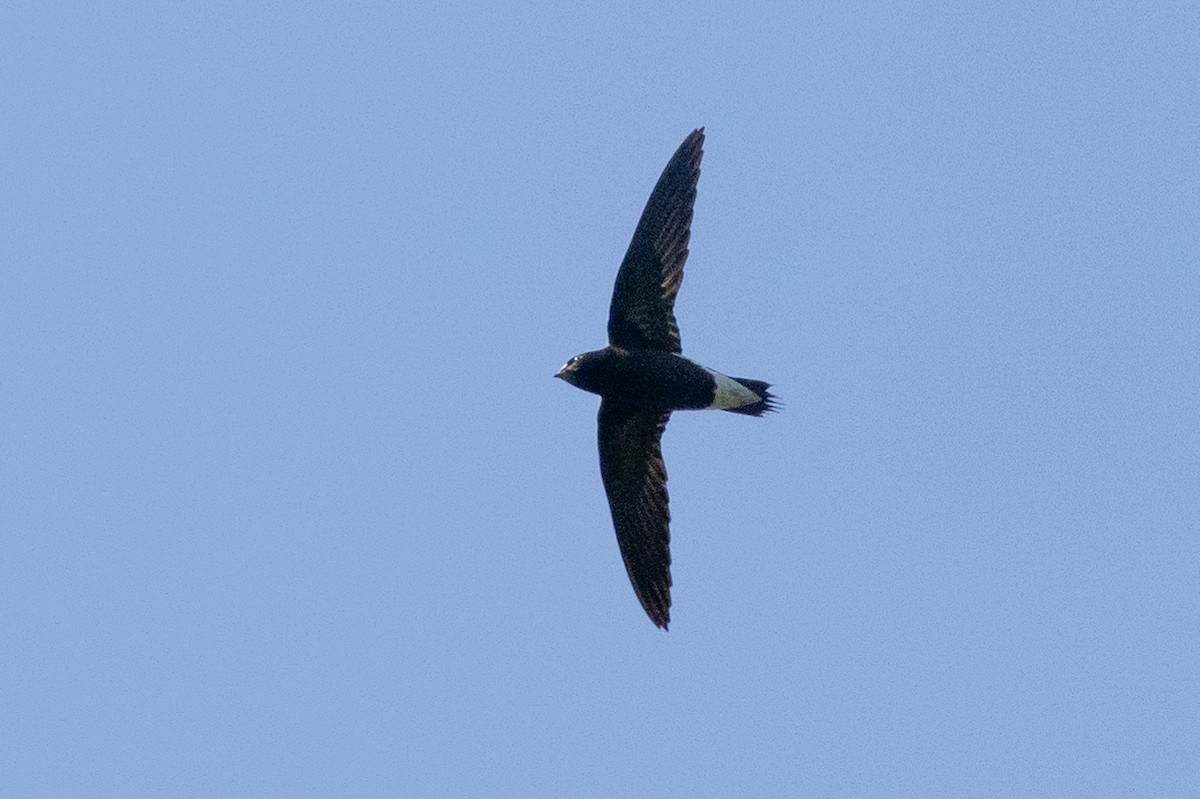 Brown-backed Needletail - ML613024090
