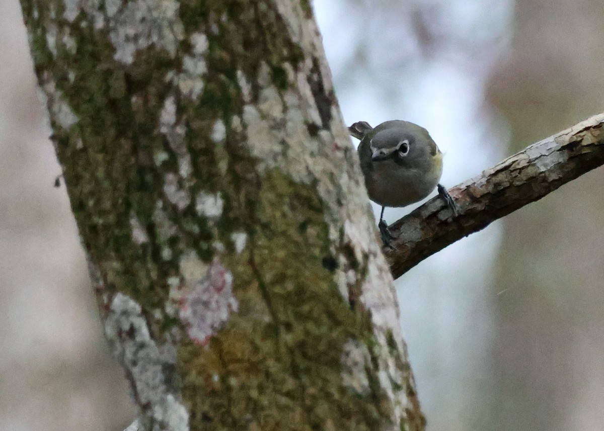 Vireo Solitario - ML613024221