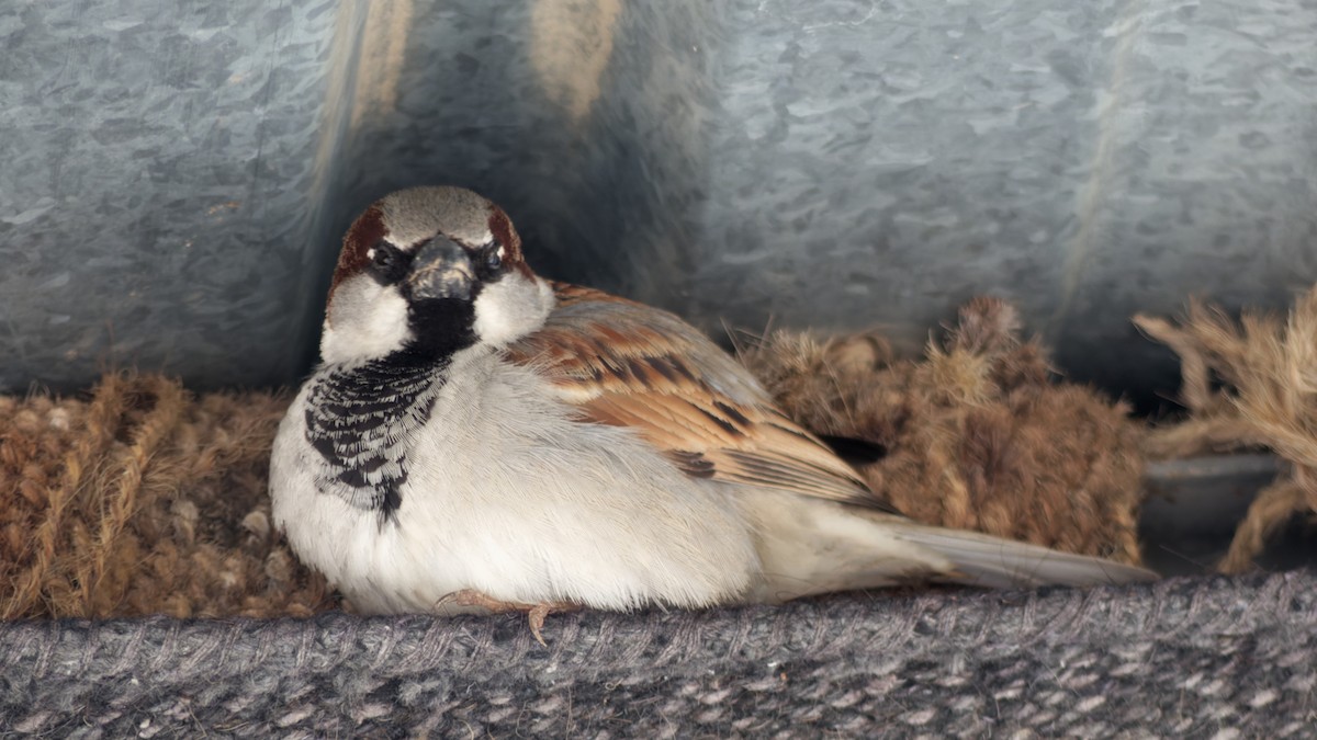 House Sparrow - ML613024335