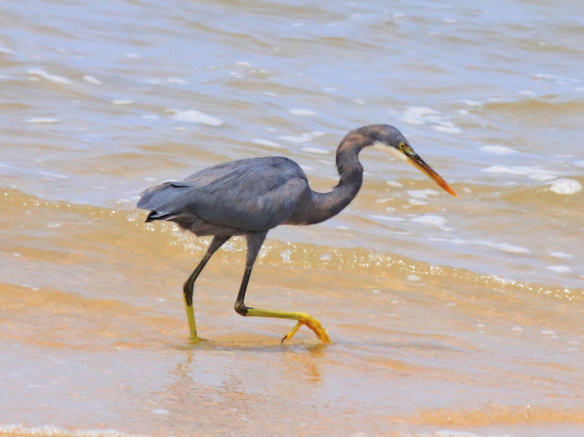 Western Reef-Heron - ML613024359