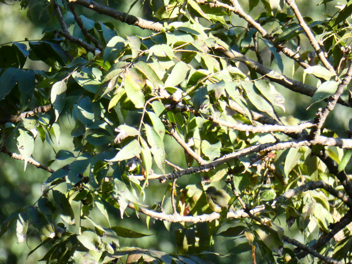 Fire-breasted Flowerpecker - ML613024378