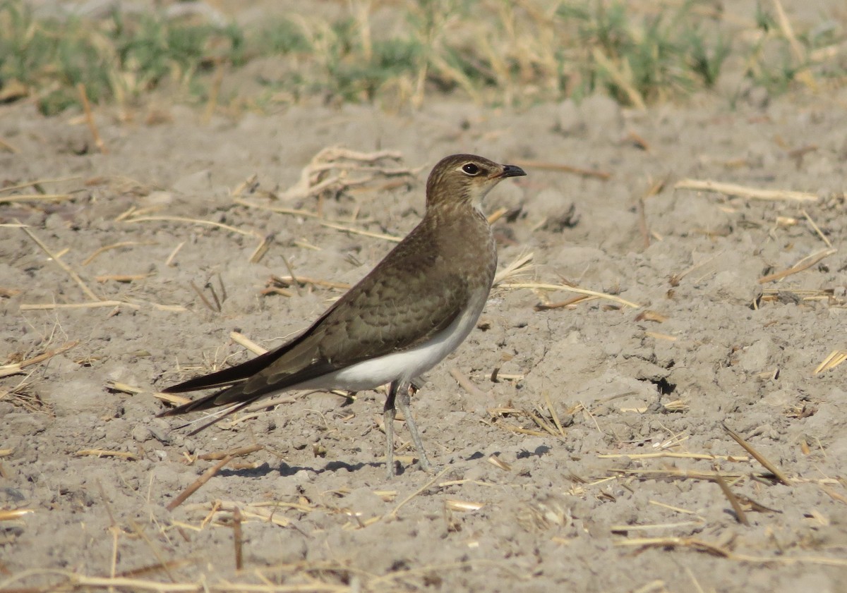 Black-winged Pratincole - ML613024388