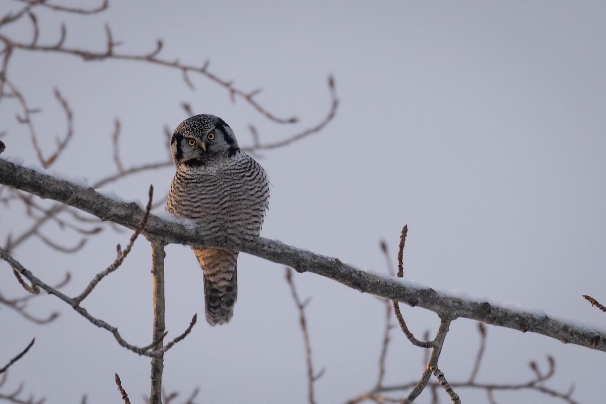 Northern Hawk Owl (American) - Sam Wilson