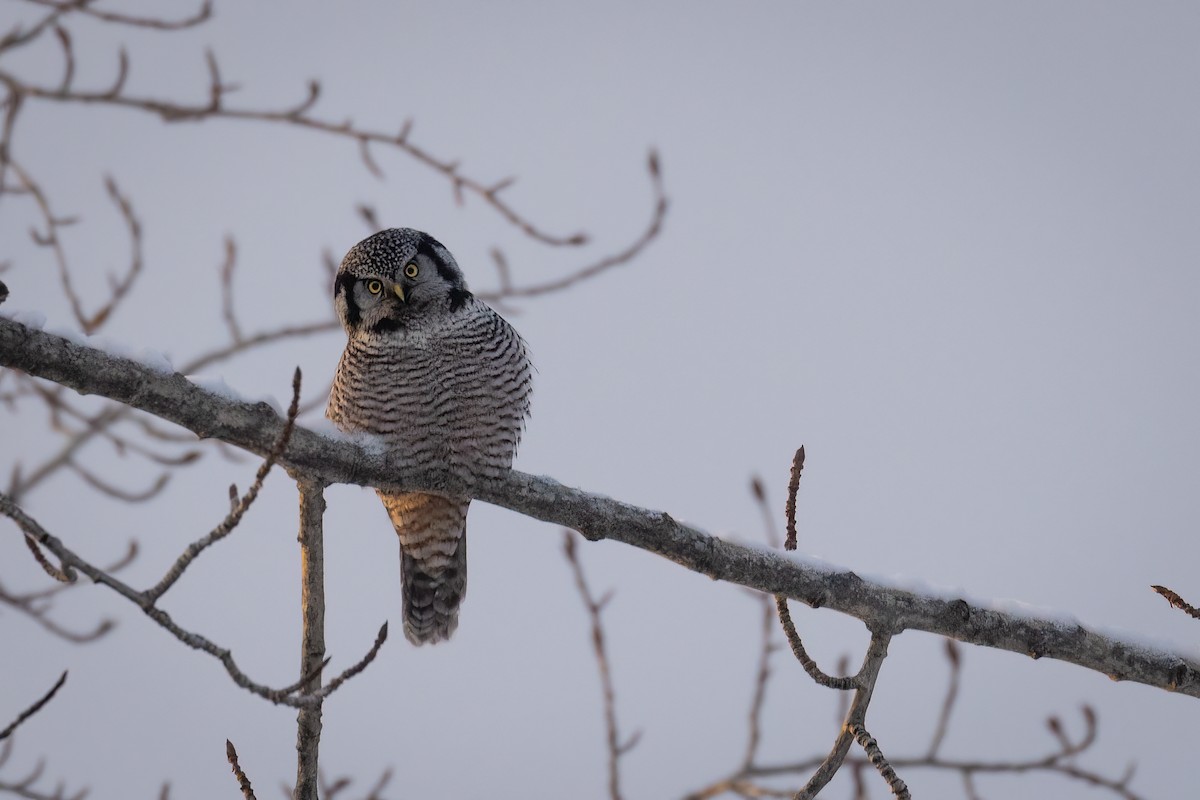 Northern Hawk Owl (American) - Sam Wilson