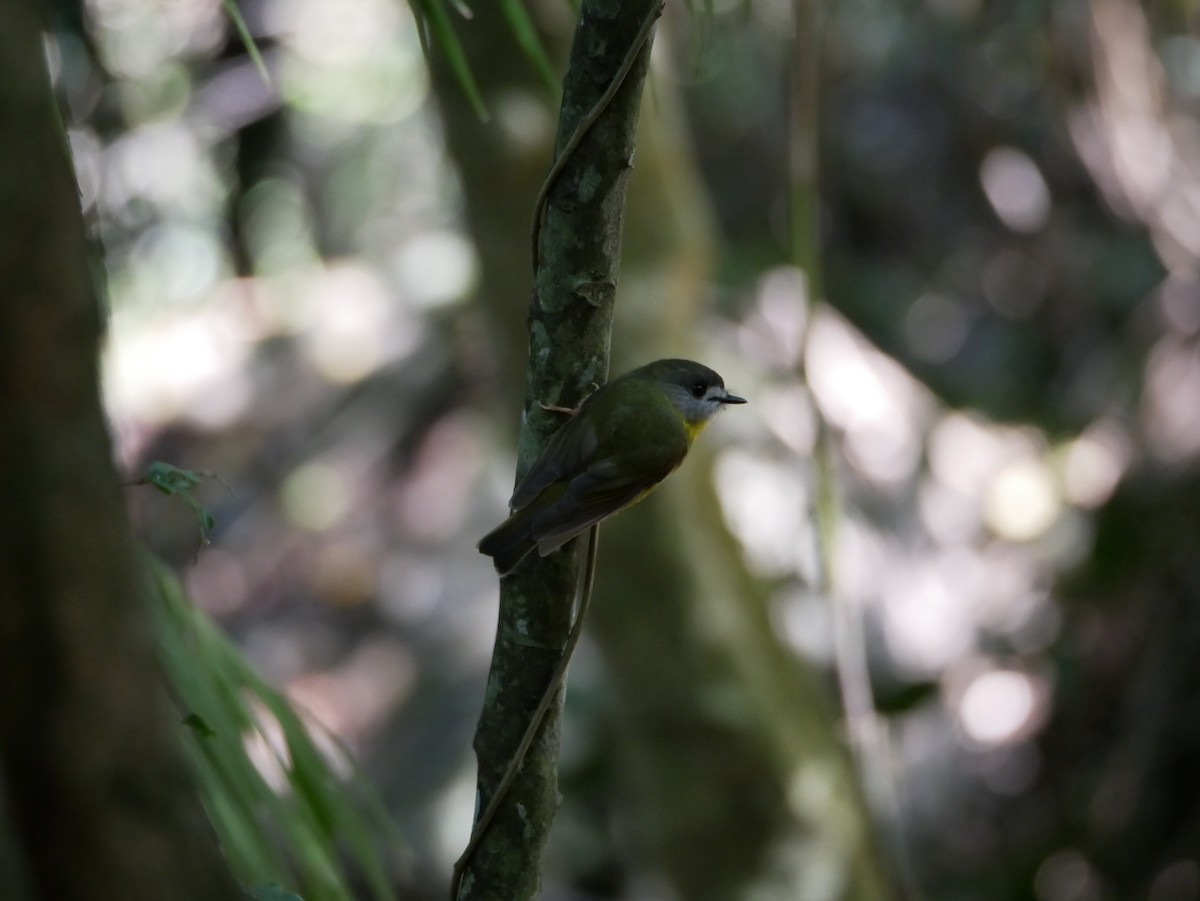 Eastern Yellow Robin - Jack C