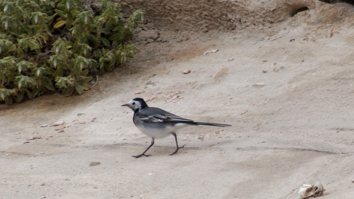 White Wagtail - Jean-Marc  Gauche