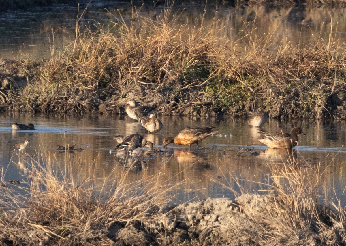 Eurasian Wigeon - ML613024468