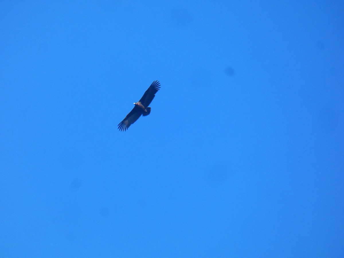 Cinereous Vulture - Sarabjeet Kaur