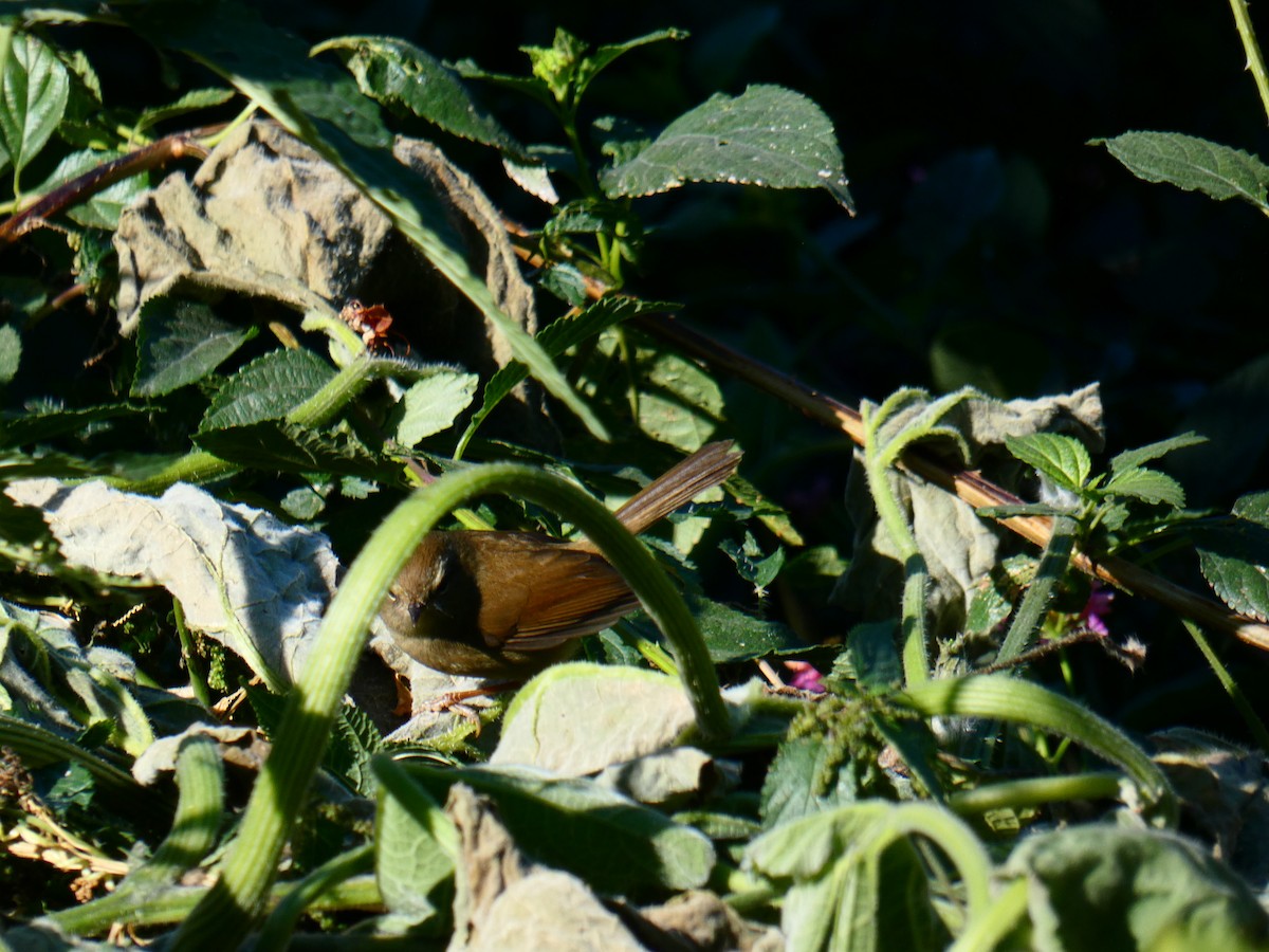 Brownish-flanked Bush Warbler - ML613024532