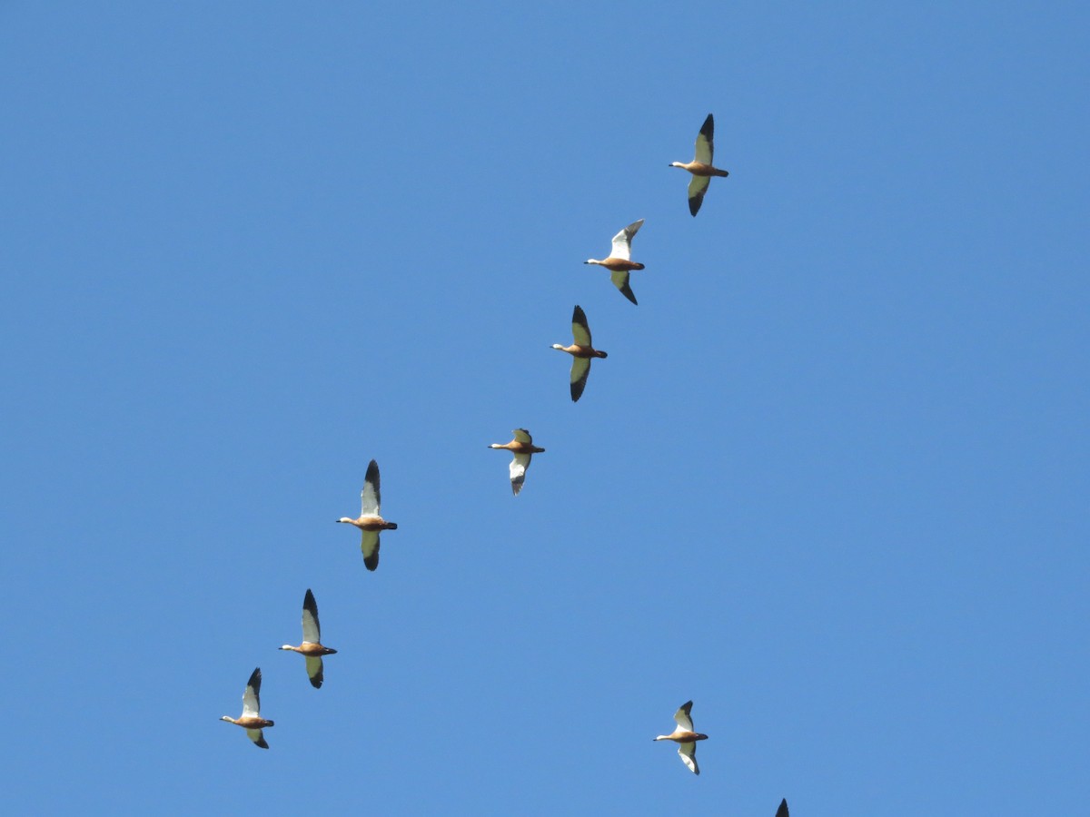 Ruddy Shelduck - Tuvia Kahn