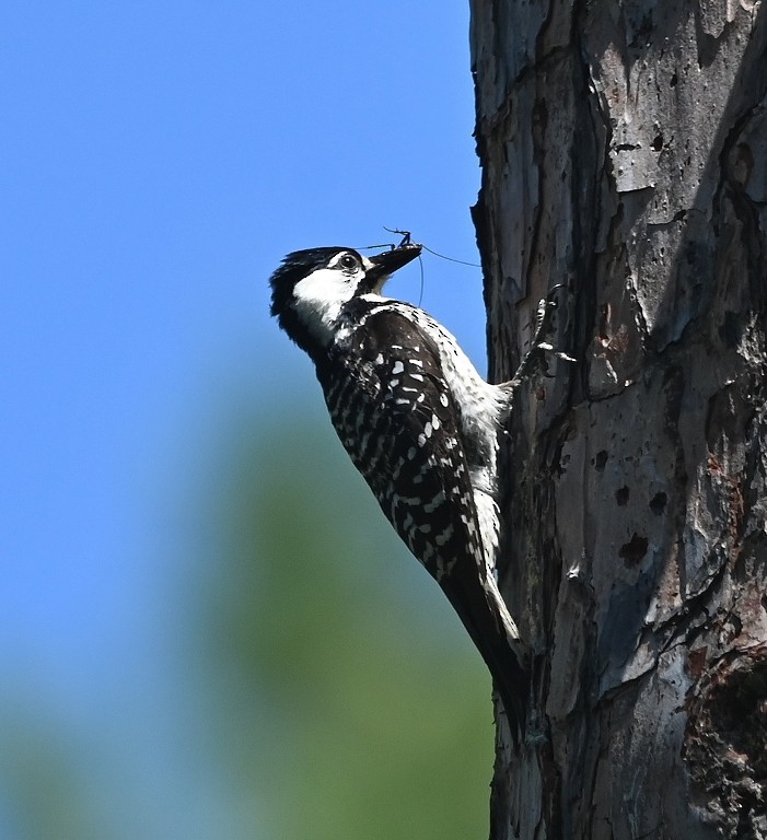 Red-cockaded Woodpecker - ML613024584