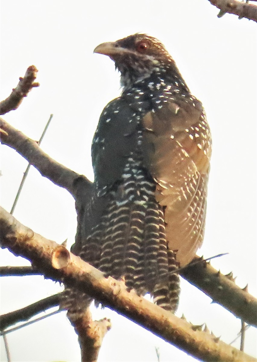 Asian Koel - ML613024674