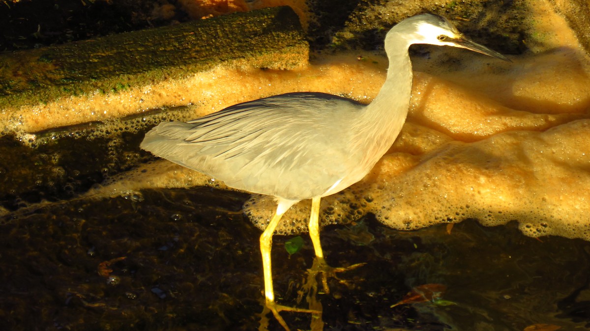 White-faced Heron - Peter Fraser