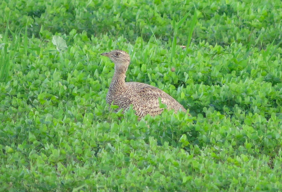 Little Bustard - Tuvia Kahn