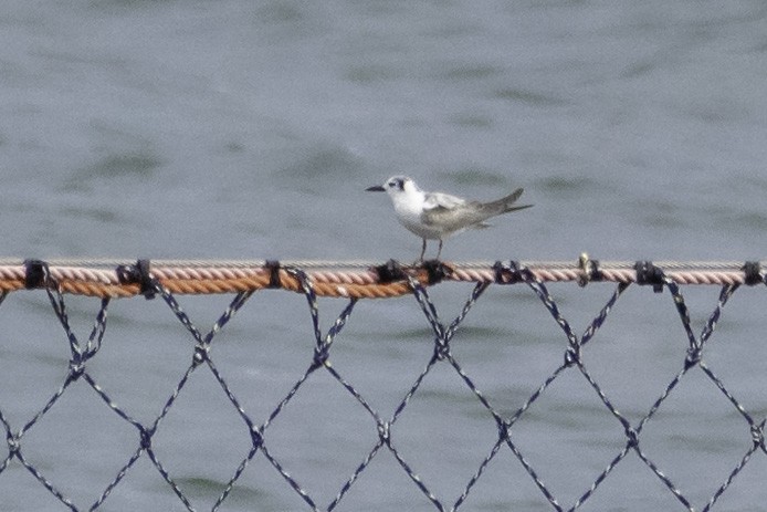 White-winged Tern - ML613024753