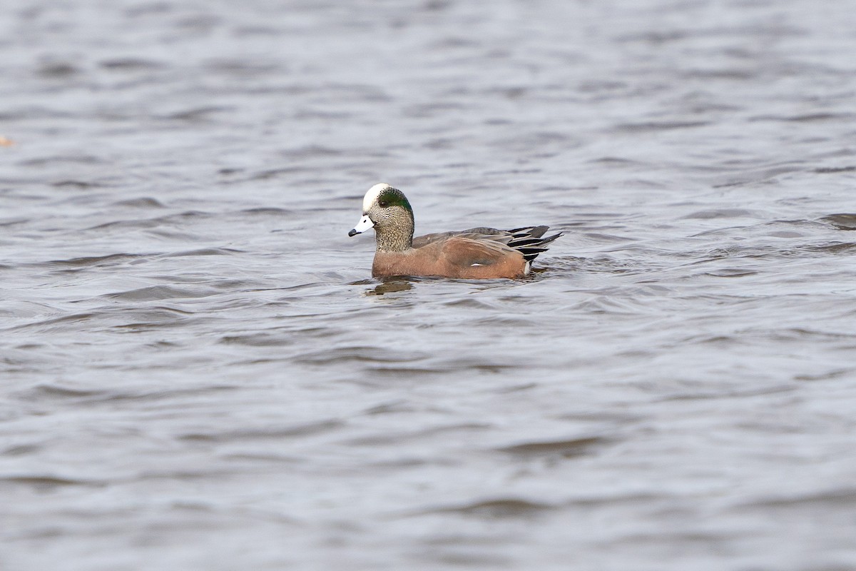 American Wigeon - Anthony Batista