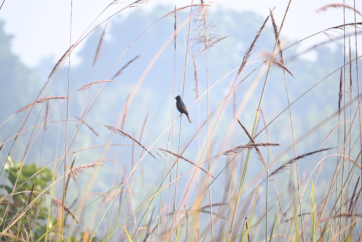 Crested Bunting - ML613024803