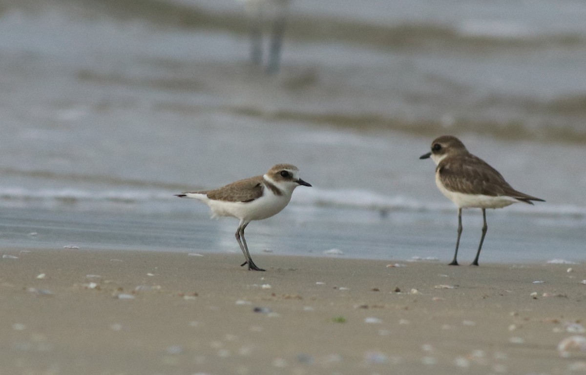 Kentish Plover - ML613024960