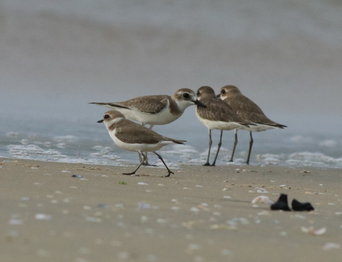 Kentish Plover - ML613024961