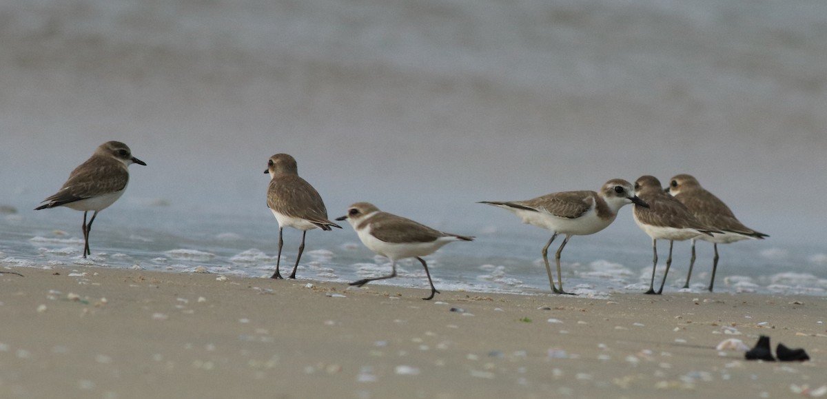 Kentish Plover - ML613024963