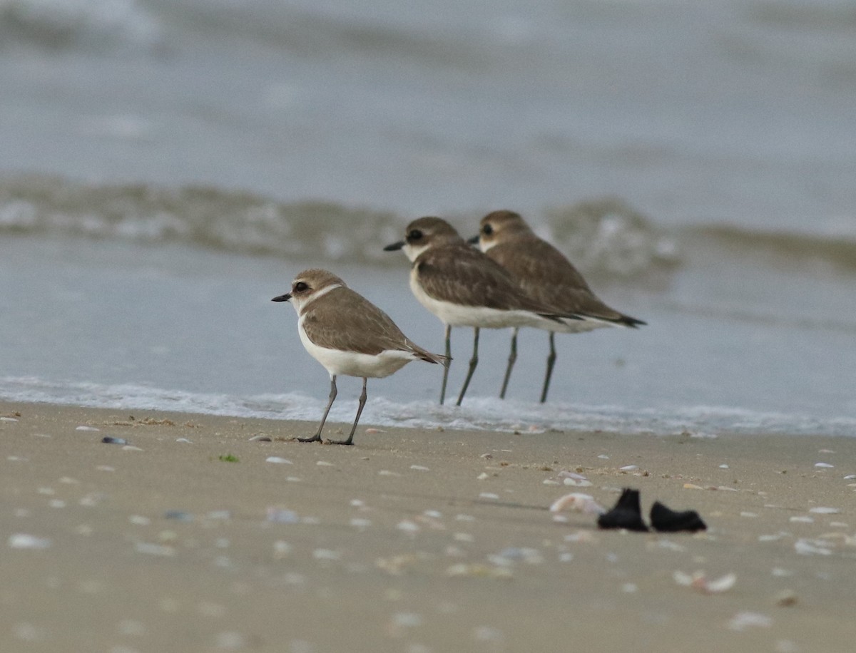 Kentish Plover - ML613024965