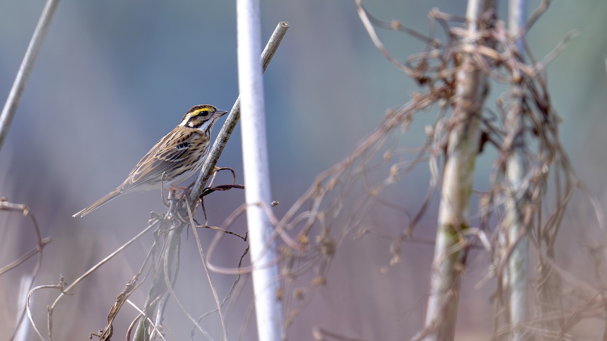 Yellow-browed Bunting - ML613024974