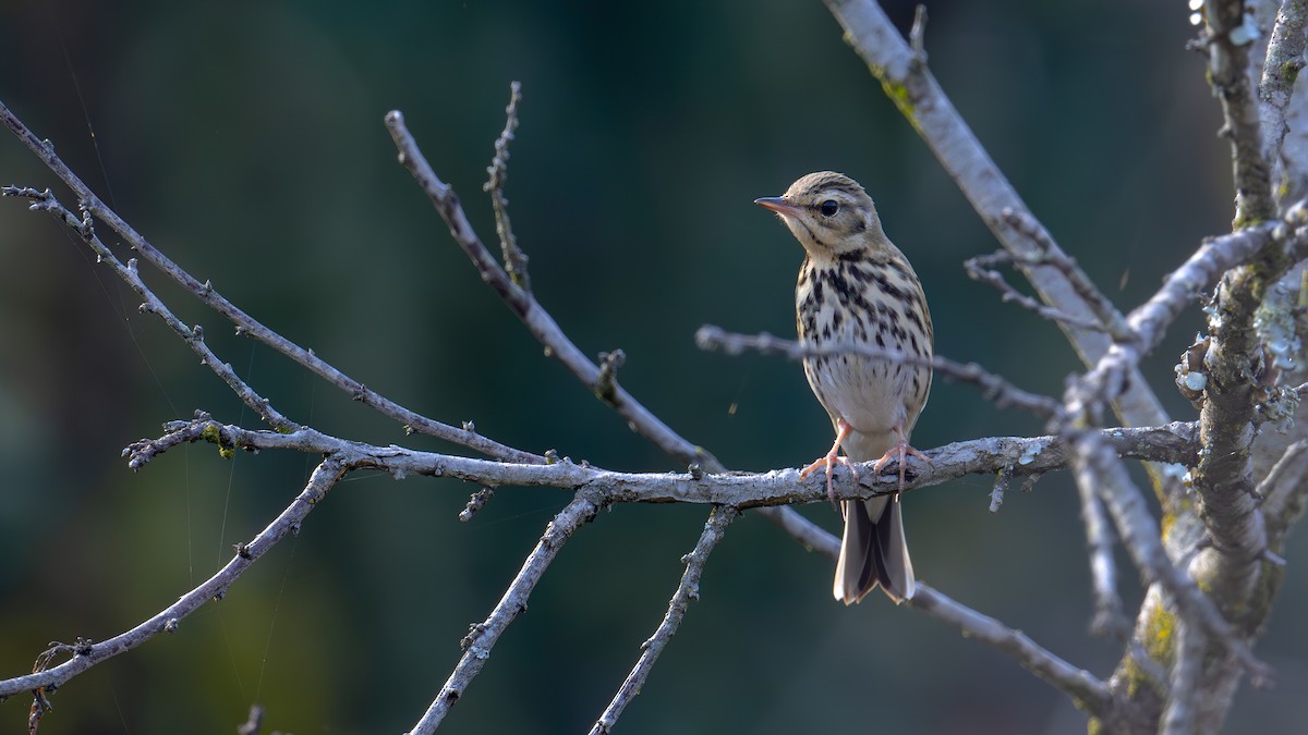 Olive-backed Pipit - ML613024989
