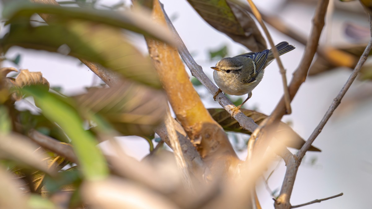 Yellow-browed Warbler - ML613024992