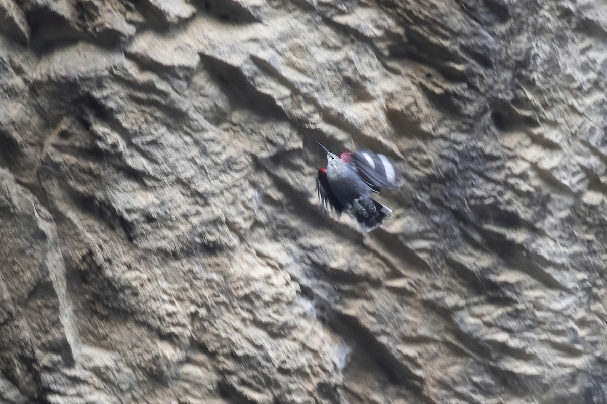 Wallcreeper - ML613025028