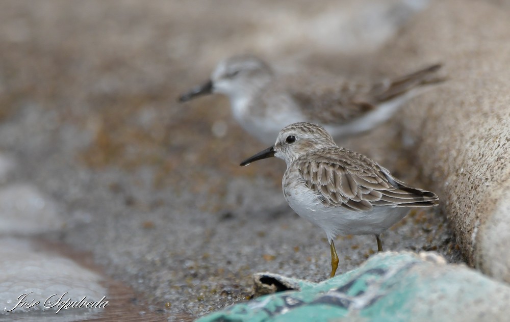 Least Sandpiper - ML613025032