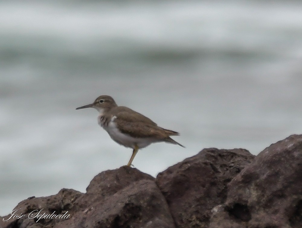 Spotted Sandpiper - ML613025037