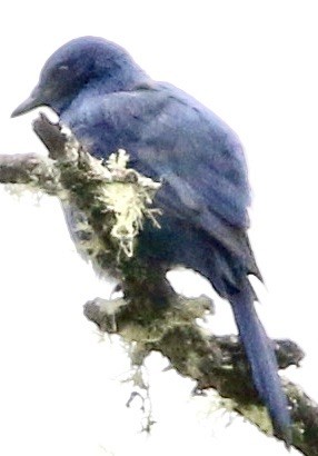 Unicolored Jay - ML613025041