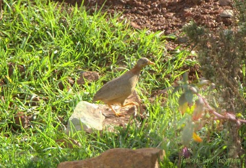 Yellow-legged Buttonquail - ML613025080