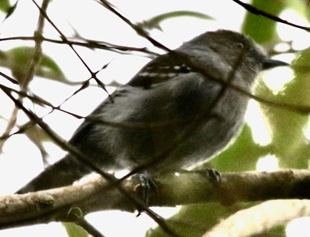 Variable Antshrike - ML613025116