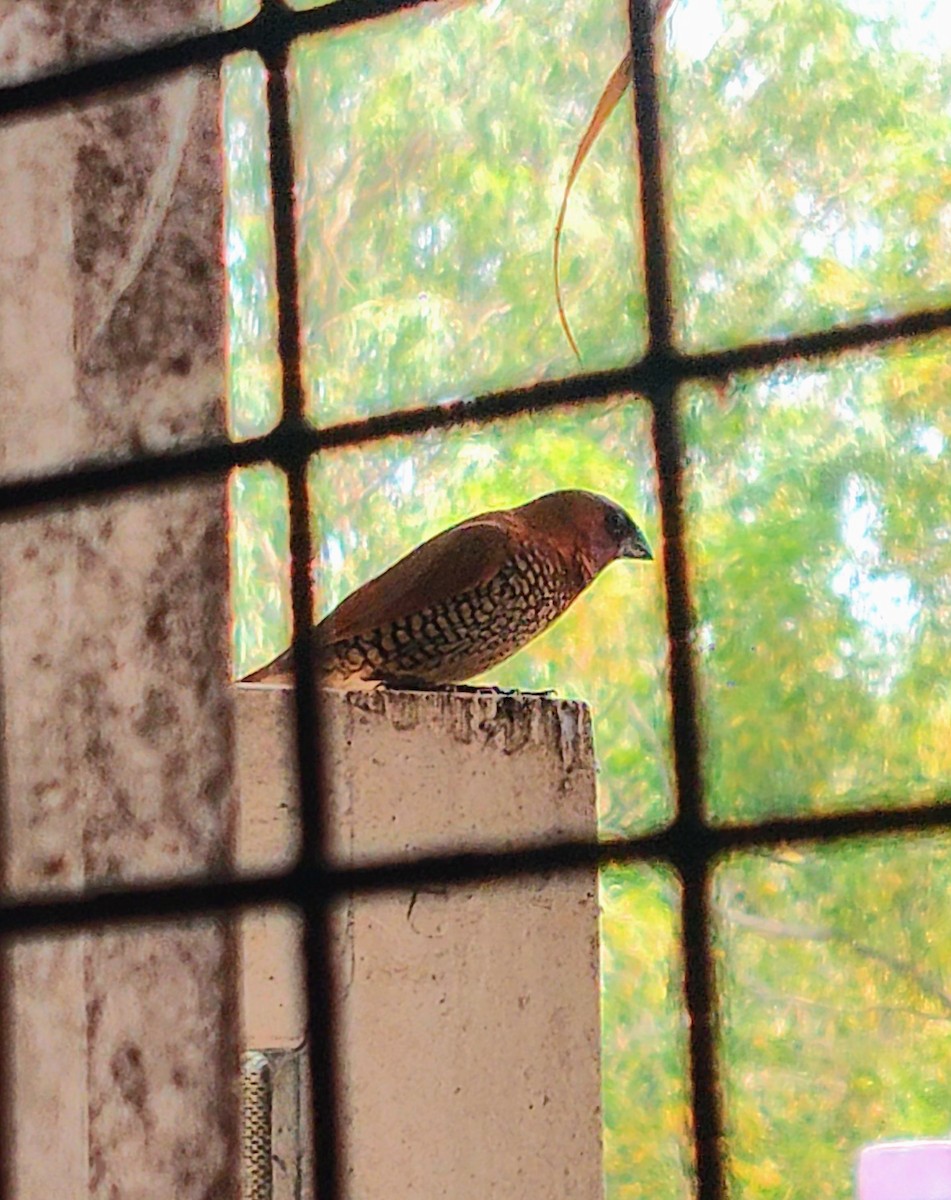 Scaly-breasted Munia - ML613025247