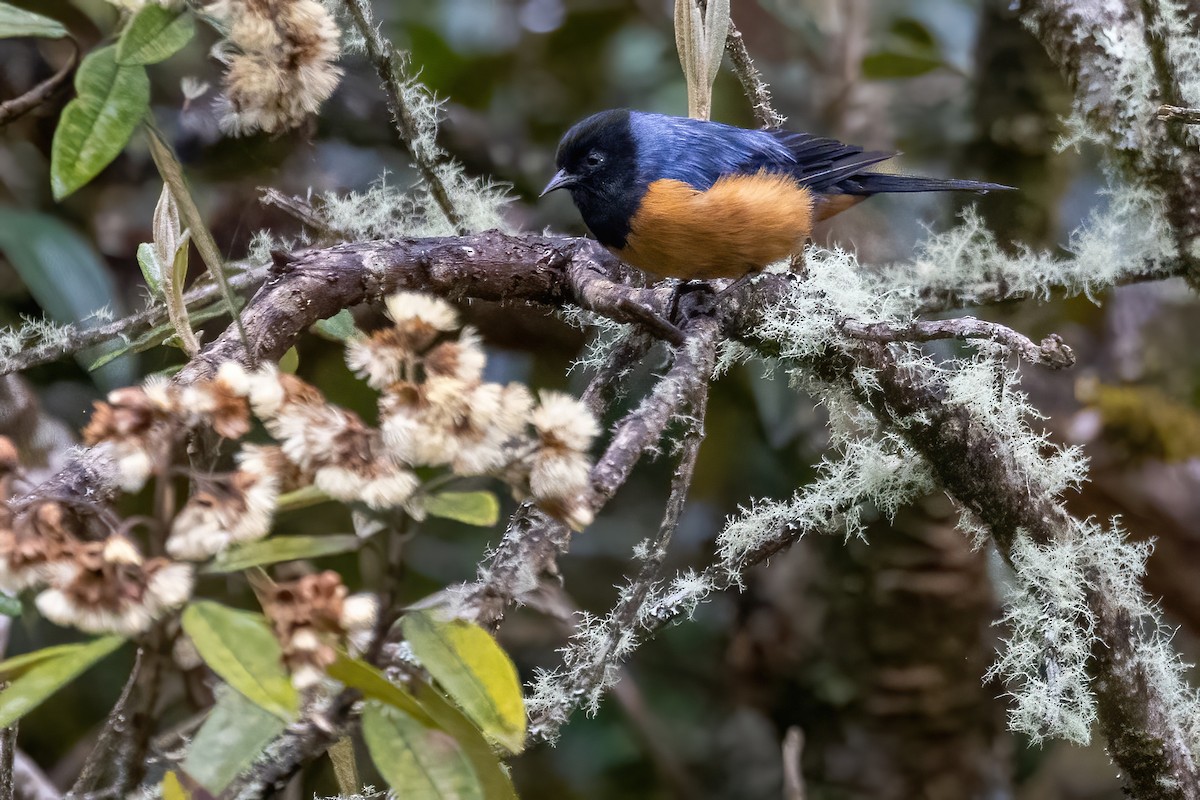 Blue-backed Conebill - ML613025327