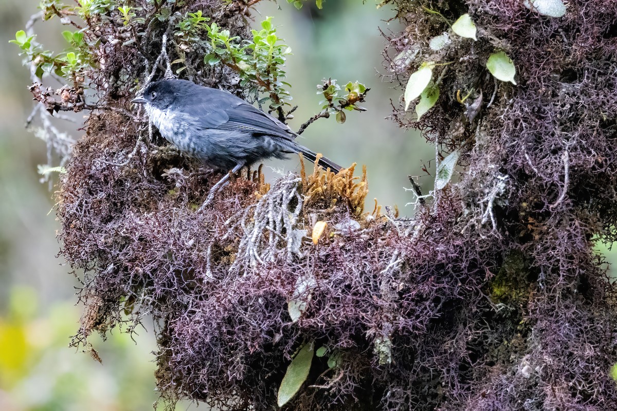 Black-backed Bush Tanager - Neil Wiken