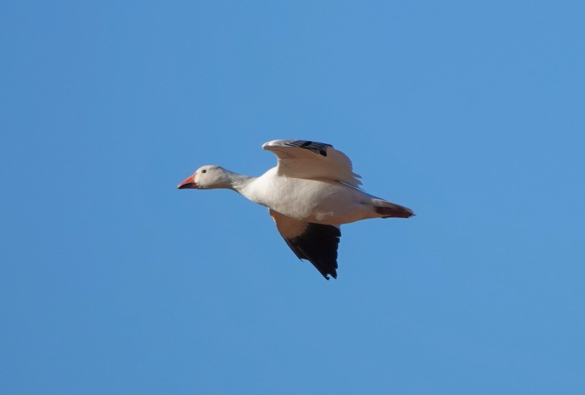 Snow Goose - ML613025411