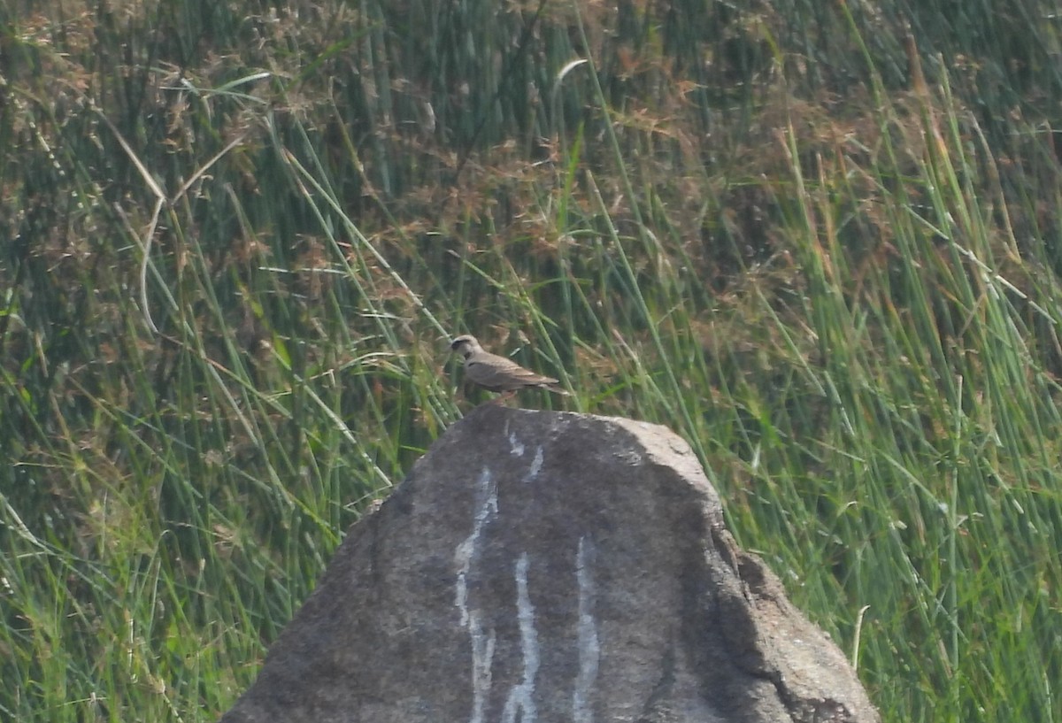 Ashy-crowned Sparrow-Lark - ML613025420