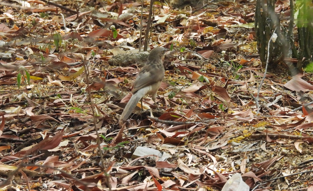 Large Gray Babbler - ML613025437