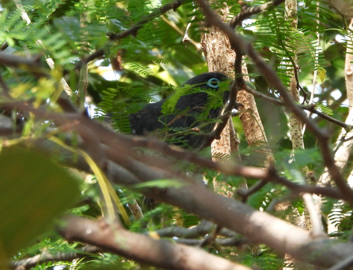 Blue-faced Malkoha - ML613025442
