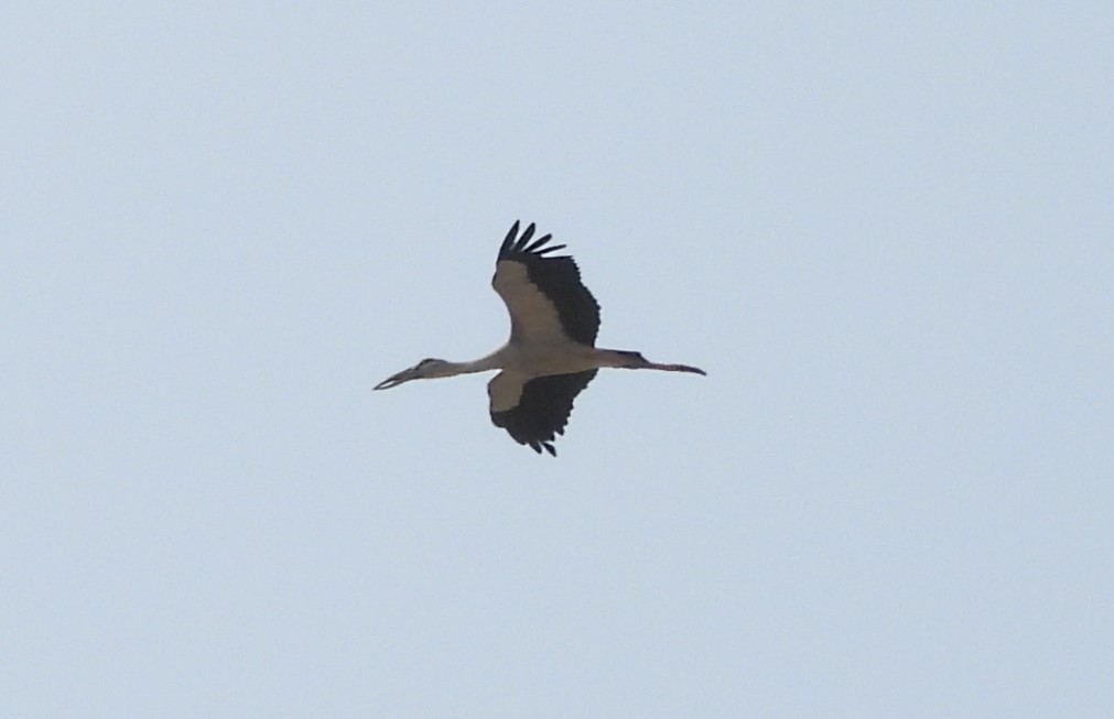 Asian Openbill - ML613025448