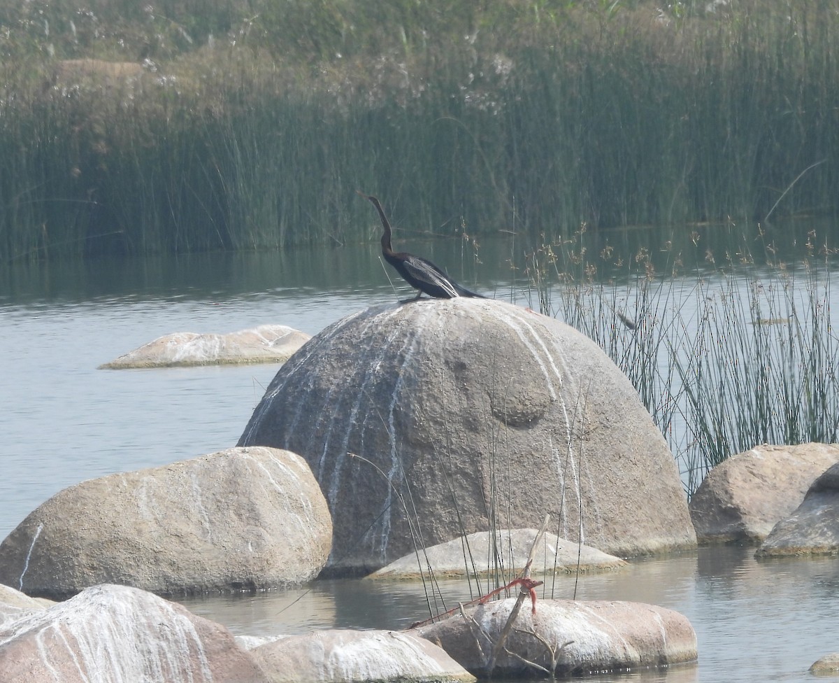 Oriental Darter - ML613025452